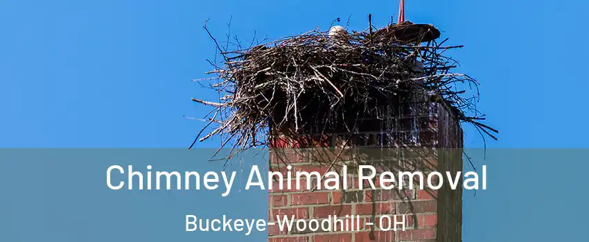 Chimney Animal Removal Buckeye-Woodhill - OH