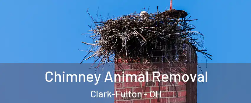 Chimney Animal Removal Clark-Fulton - OH