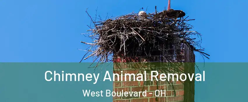 Chimney Animal Removal West Boulevard - OH